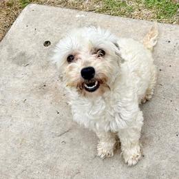 Lulu - Maltipoo