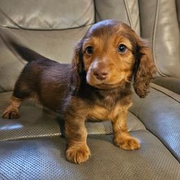 Boy 1 - Chocolate and tan male Dachshund puppy in New Castle, Colorado from Shaffers low riding weiners