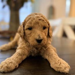 Georgia - Apricot female Goldendoodle puppy in Macclenny, Florida from Baker County Goldendoodles