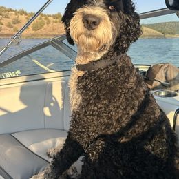 Dutchess - Bernedoodle