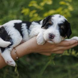 Cove - Tri-color male Bernedoodle puppy in Gilbert, Arizona from Safe Havynn Doodles