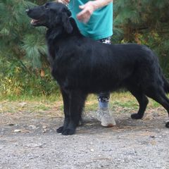 Flat-Coated Retrievers from Paul Jonas
