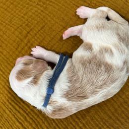Boy 1 - Bernedoodle puppy from Bella Ridge Farms & Dapper Doodles
