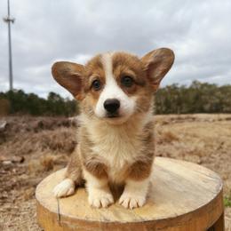 Bonnie (Financing Available) - Red and white female American Corgi puppy in Inverness, Florida from Canaan Farm Corgis
