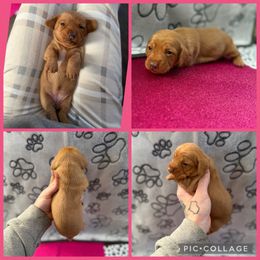 Chocolate base red - Red female Dachshund puppy in Madison, Wisconsin from SK Dashing  Dachshunds