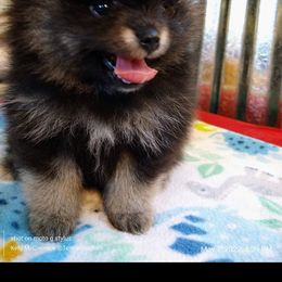 Pomeranian Puppies from Gigi’s Pocket Poms