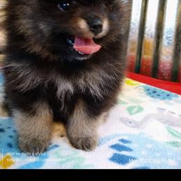 Pomeranian Puppies from Gigi’s Pocket Poms