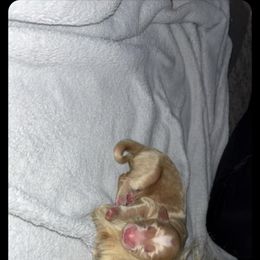 Oscar - Apricot male Goldendoodle puppy in Pleasant Hill, Iowa from Courtney Nicole's Mal Shihs & Goldendoodles