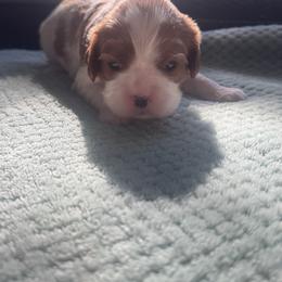 Girl 3 - Blenheim female Cavalier King Charles Spaniel puppy in Wilton, California from Becky's Cavalier King Charles Spaniels