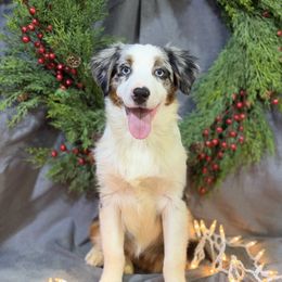 Buck - Blue merle male Miniature American Shepherd puppy in Clinton, Missouri from Mockingbirds American Minis