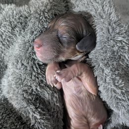 7 shaded cream - Cream female Dachshund puppy in Central Point, Oregon from MRS Long Dog Ranch