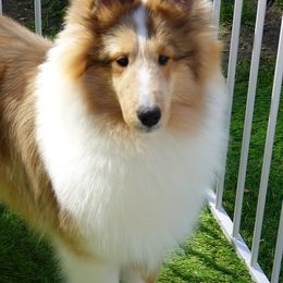 Shetland Sheepdog Puppies from Aratone