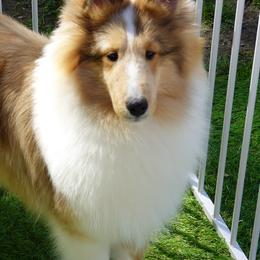 Shetland Sheepdog Puppies from Aratone