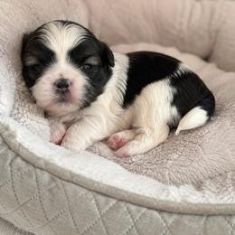 Aaron - Black and white male Shih Tzu puppy in Austell, Georgia from TACG
