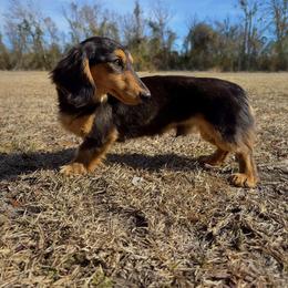 Beni - Black and tan male Dachshund puppy in Waycross, Georgia from Willow Run Dachshund’s