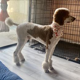 Jamie McGregger, Lord of the Glen - male Golden Mountain Doodle puppy in Seffner, Florida from Gold Diamond Pup