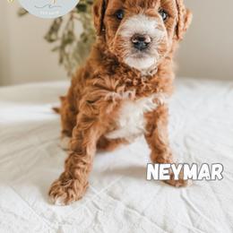 Neymar - Red  male Goldendoodle puppy in Jacksonville, Florida from First Coast Goldendoodles