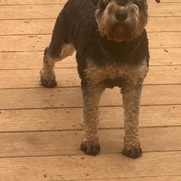 Bentley - Miniature Schnauzer
