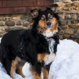 Annie - Australian Shepherd