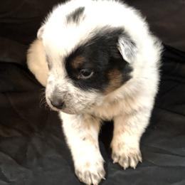 L63-04 - Blue male Australian Cattle Dog puppy in Sheridan, Oregon from 6pk Cattledogs