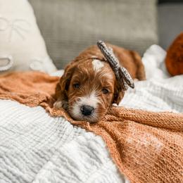 Boy 4 - male Goldendoodle puppy in Spokane, Washington from Dream Doodles in Spokane WA