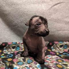 Krampus - Black Xoloitzcuintli puppy in Arkansas from Silver Lining Kennel