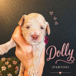 Dolly (Parton) - Caramel cream female Australian Labradoodle puppy in Millville, California from Hope Lane Kennels