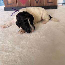 Dorothy - Parti female Poodle puppy in Luana, Iowa from Country View Bernedoodles and Goldendoodles