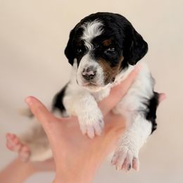Chaps - Parti male Poodle puppy in Hartwell, Georgia from Lake Hartwell Standard Poodles