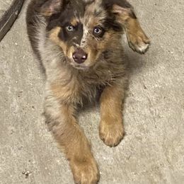 Australian Shepherd Puppies from Supernatural Aussies