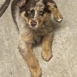 Australian Shepherd Puppies from Supernatural Aussies