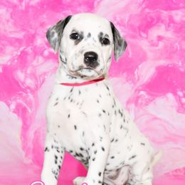 Barbie - White and black female Dalmatian puppy in Whitwell, Tennessee from Rock a Dalmatian “RockADal”