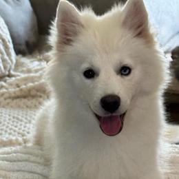 Kobalt - White female Pomsky puppy in Krum, Texas from Paw-Some Pomskies