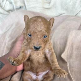 Legacy - Red  male Poodle puppy in Utica, Ohio from Poodle Me Crazy