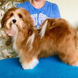 Molly - Havanese