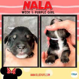 Nala (Purple) - female Golden Mountain Doodle puppy in Boiling Springs, South Carolina from OlliePups, LLC