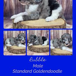 Rubble - Merle male Goldendoodle puppy in Grabill, Indiana from Rose's Doodles