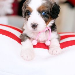 Aussiedoodle, Bernedoodle, Goldendoodle, and Poodle Puppies from Teddy Doodles & Standard Poodles