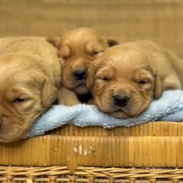 Boy 3 - Golden male Golden Retriever puppy in Tonasket, Washington from Denzil’s Goldens