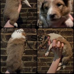 Valor - Sable merle and white female Shetland Sheepdog puppy in Lebanon, Tennessee from Henotic Homestead's Shetland Sheepdogs