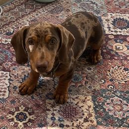 Cash - Dachshund