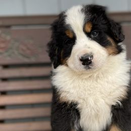 Jasper - Black rust and white Bernese Mountain Dog puppy in New Haven, Indiana from Milan Berners