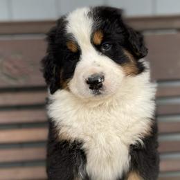 Jasper - Black rust and white Bernese Mountain Dog puppy in New Haven, Indiana from Milan Berners