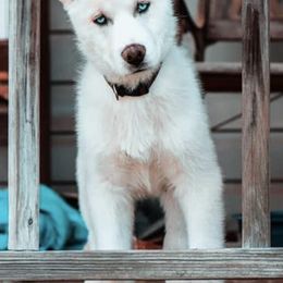 Siberian Huskies from A Better Pet