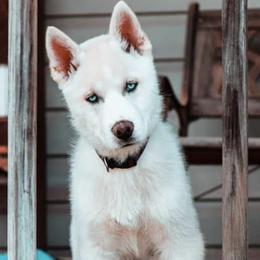 Siberian Huskies from A Better Pet