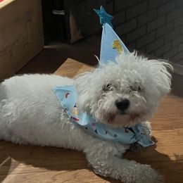 Dash - Bichon Frise