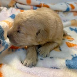 Poppy - Golden female Golden Retriever puppy in Seville, Ohio from Retriever Ranch