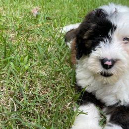 Light Pink - Sheepadoodle puppy from CelticDoods