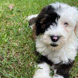 Light Pink - Sheepadoodle puppy from CelticDoods