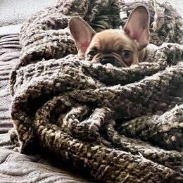 French Bulldog Puppies from Silver Maple Frenchies